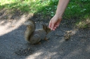 Squirrels on Seurasaari