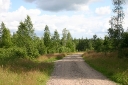 The open forest road