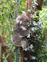 Koala\'s share my favourite pass-time: eating!
