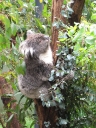 Koala\'s also share my second favourite pass-time: idling!