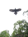Wedge-Tailed Eagle (2)