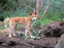 Dingo