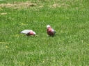 Pink Pigeons