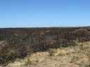 The trail of a bushfire (2)