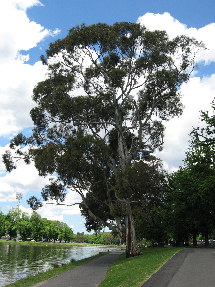Path along the Yarra River