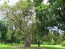 Fitzroy Gardens (2)