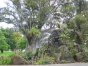 Fitzroy Gardens Fountain (1)