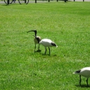 Ibises roaming the lawns..