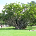 An overgrown lettuce?