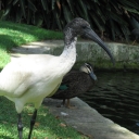 Australian White Ibis
