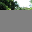 Beauty in the roadside