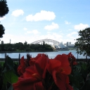 Looking out over Farm Cove (1)